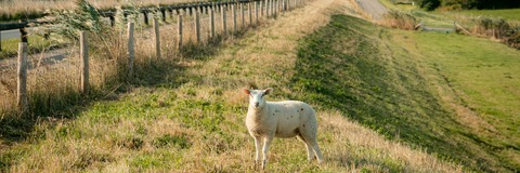 schaap op dijk