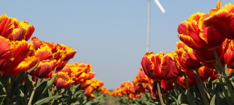 Beleidskader kleine windturbines