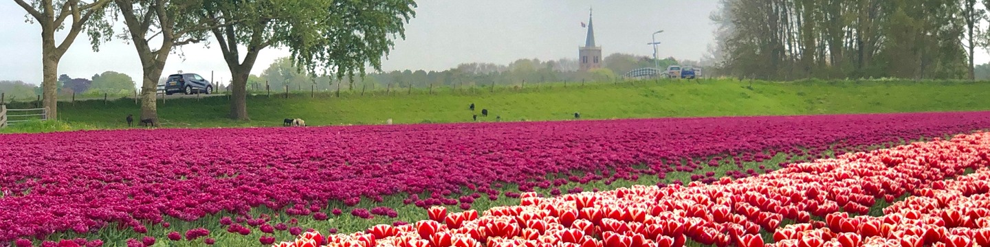 Velden met bloemen